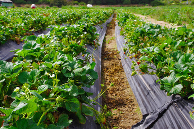 草莓田的美麗圖景 一排排草莓植物的精致種植園