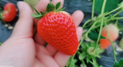 草莓的妙香之旅——探訪劉家峽草莓種植基地