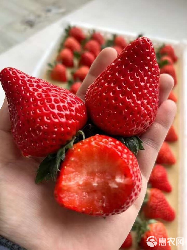 丹東東港99草莓種植戶的一件代發(fā)模式 甜蜜產(chǎn)業(yè)的現(xiàn)代變革