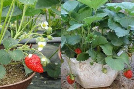 盆栽草莓種植全攻略 掌握關(guān)鍵步驟，收獲美味果實(shí)