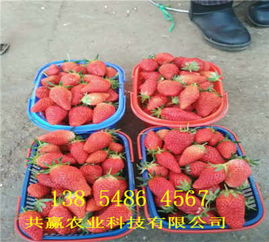 新疆博爾塔拉99草莓苗價(jià)格、新品種推薦及種植配送服務(wù)指南