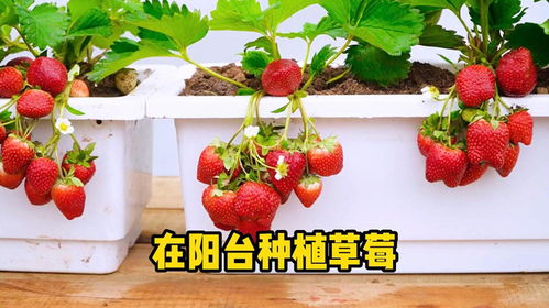 陽臺(tái)上的甜蜜革命 輕松實(shí)現(xiàn)家庭草莓自由