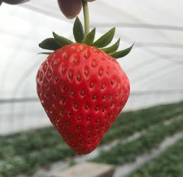 廈門市民看過來 草莓季來臨，科學(xué)挑選避開激素農(nóng)藥，盡享安心美味